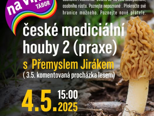 NA VLNĚ Tábor s českými mediciálními houbami! ?✨